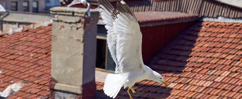 Residential Chimney Animal Removal Solution in Ballenger Creek, MD